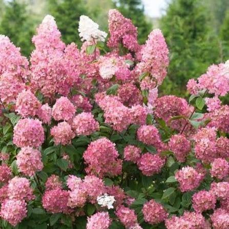Mooie Hydrangea 'Pinky Winky' (Hortensia) in pot!, Tuin en Terras, Ophalen, Overige soorten, Halfschaduw