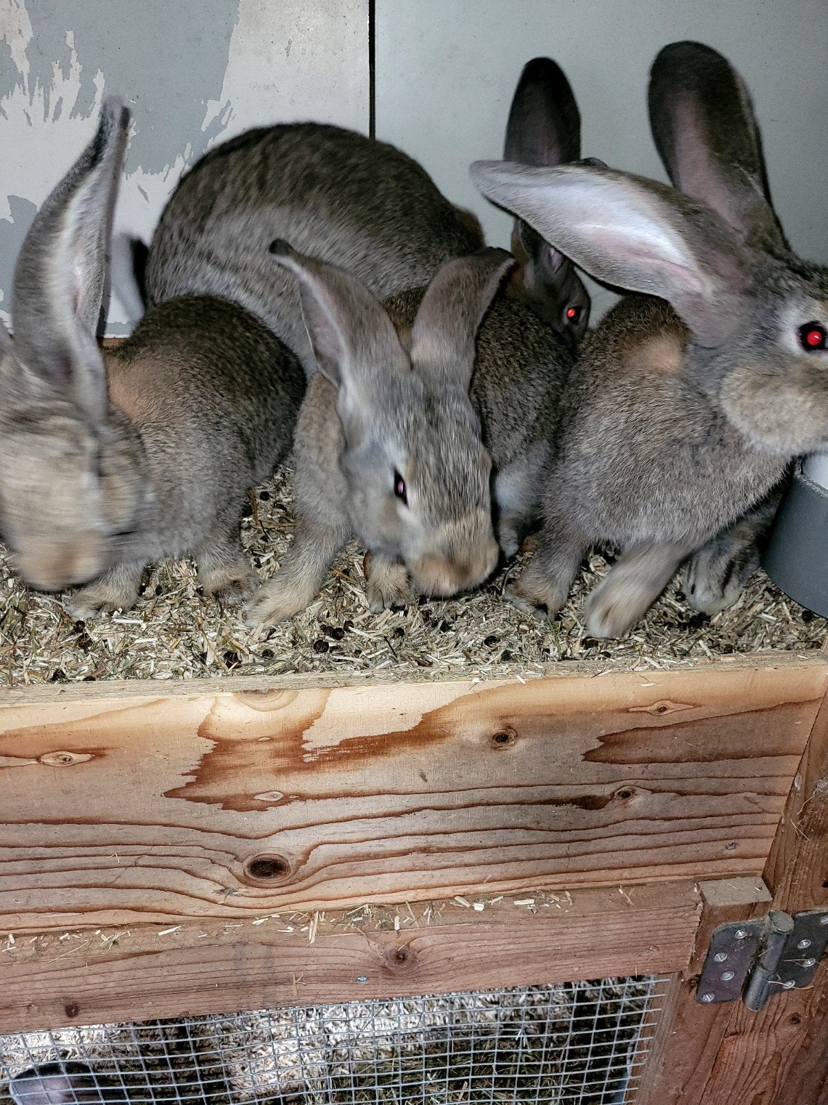 raszuivere vlaamse reuzen, Dieren en Toebehoren, Meerdere dieren, Groot