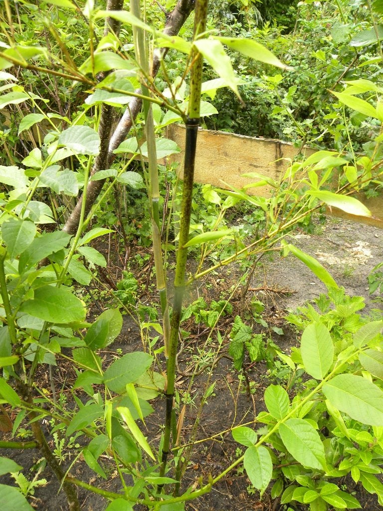 12 bamboe planten. 25€, Tuin en Terras, Vaste plant, Bloeit niet, Halfschaduw, Ophalen