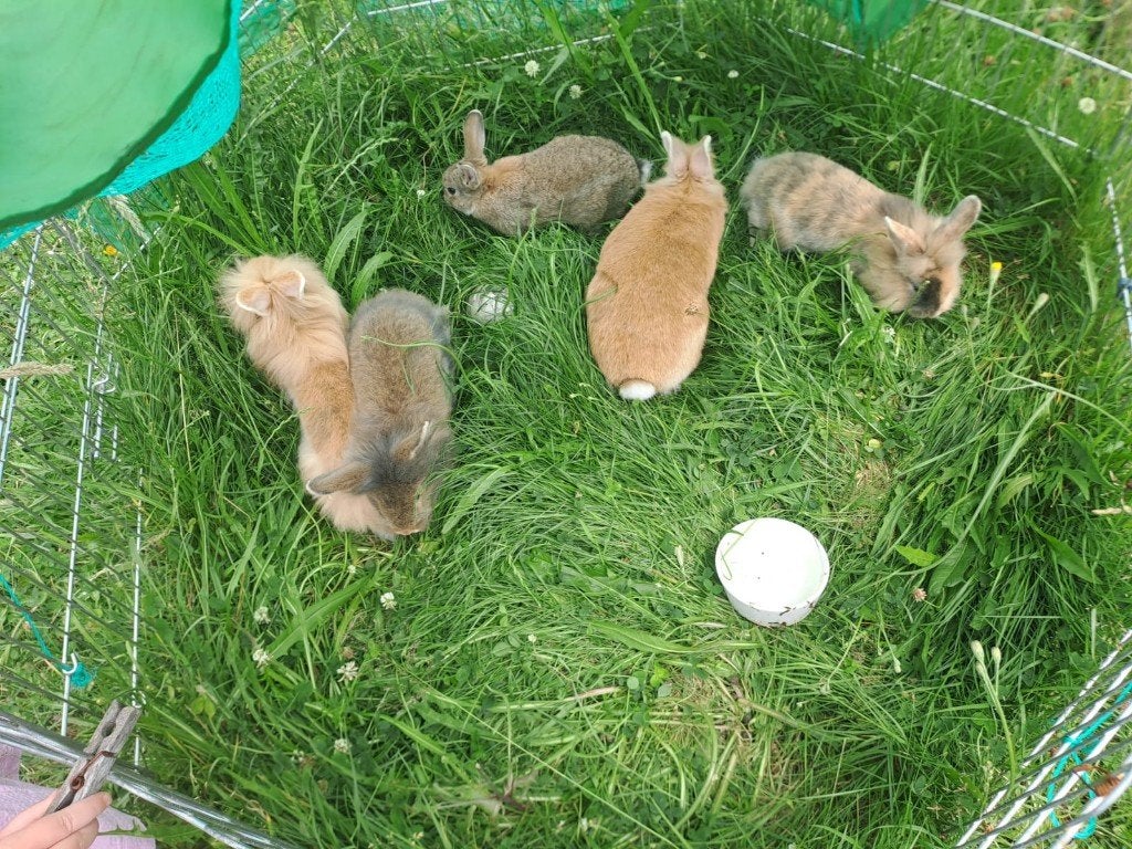 jonge hangoor konijntjes, Dieren en Toebehoren, Konijnen, Meerdere dieren, Middelgroot, Hangoor, 0 tot 2 jaar