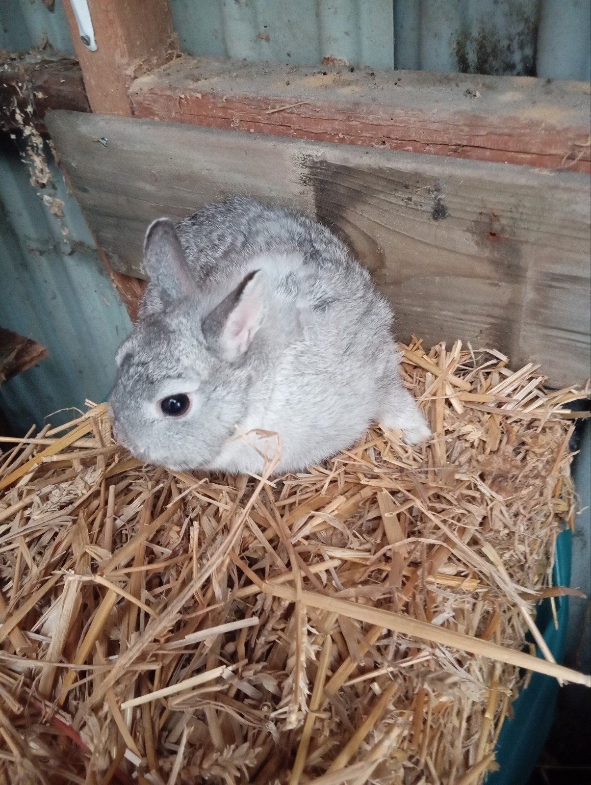 Te koop aangeboden, Dieren en Toebehoren, Vrouwelijk, Dwerg