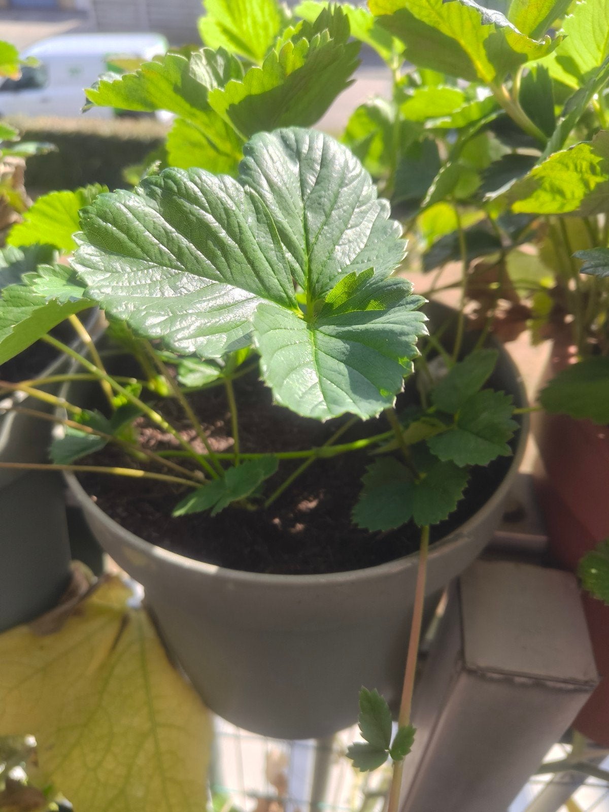 Aardbeienplanten in potten voor balkon of tuin, Ophalen, Kunststof, Gebruikt, Minder dan 60 cm