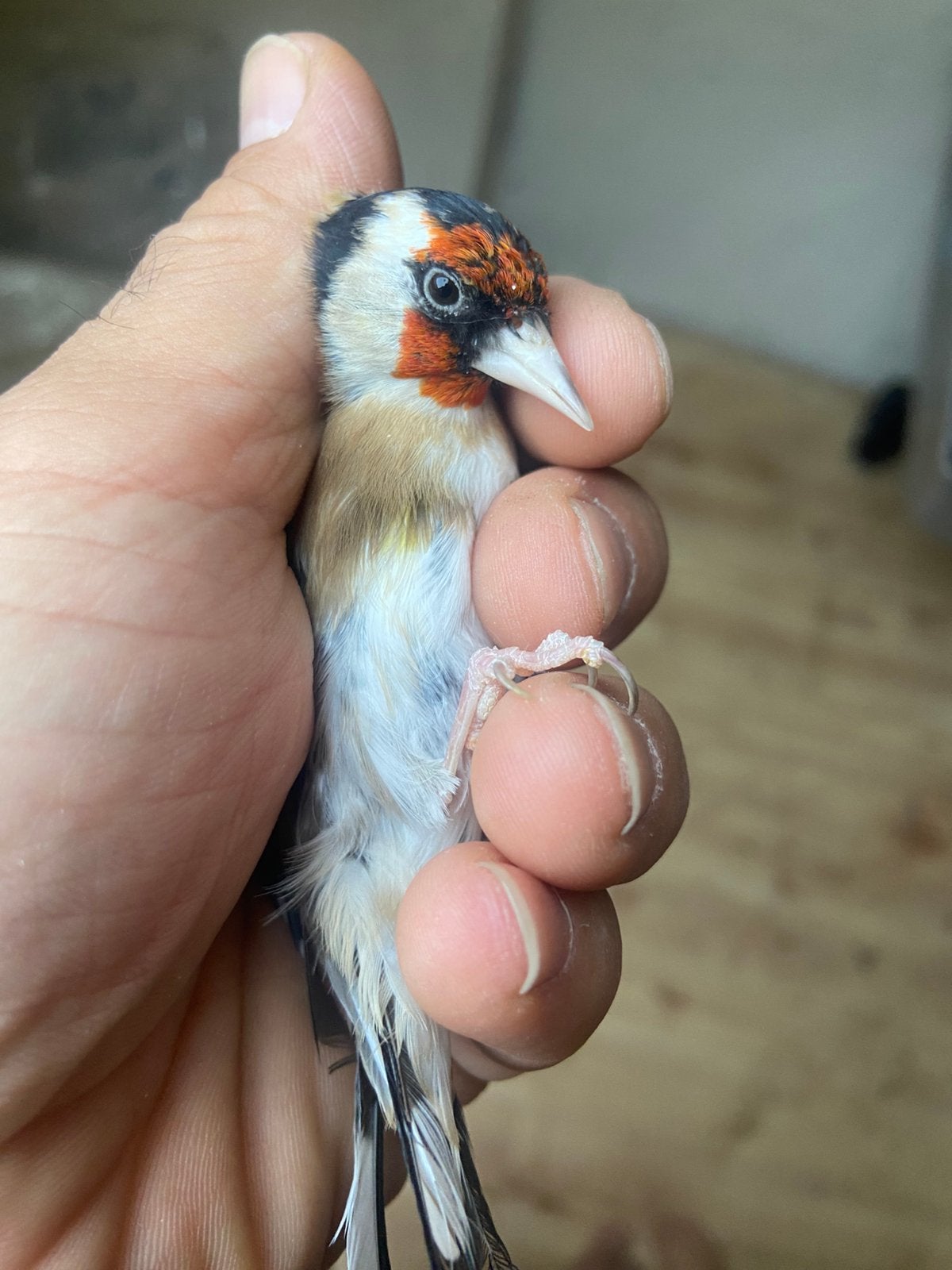 Parva Putters , Distelvink, Dieren en Toebehoren, Meerdere dieren, Wildzangvogel, Geringd