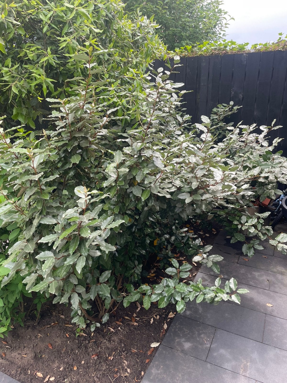 7 mooie volle olijfwilgen elaeagnus ebbingei, Ophalen, Halfschaduw, Overige soorten, 100 tot 250 cm