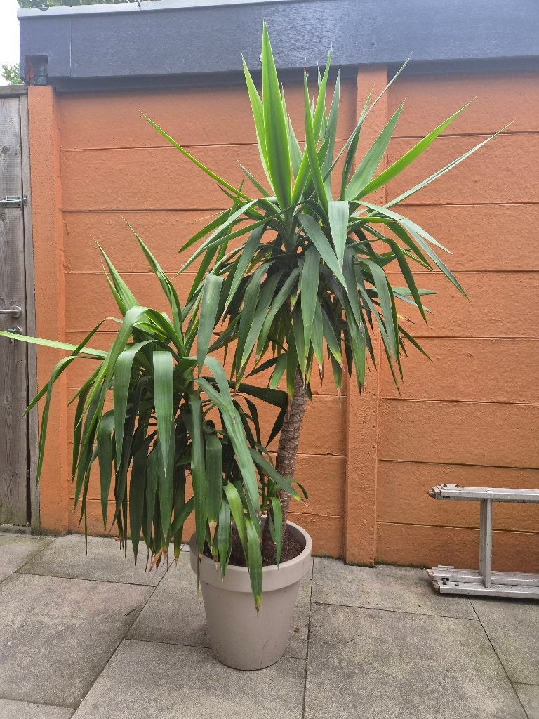 Mooie Yucca Palmlelie 1,75m, Vaste plant, Bloeit niet, Halfschaduw, Ophalen
