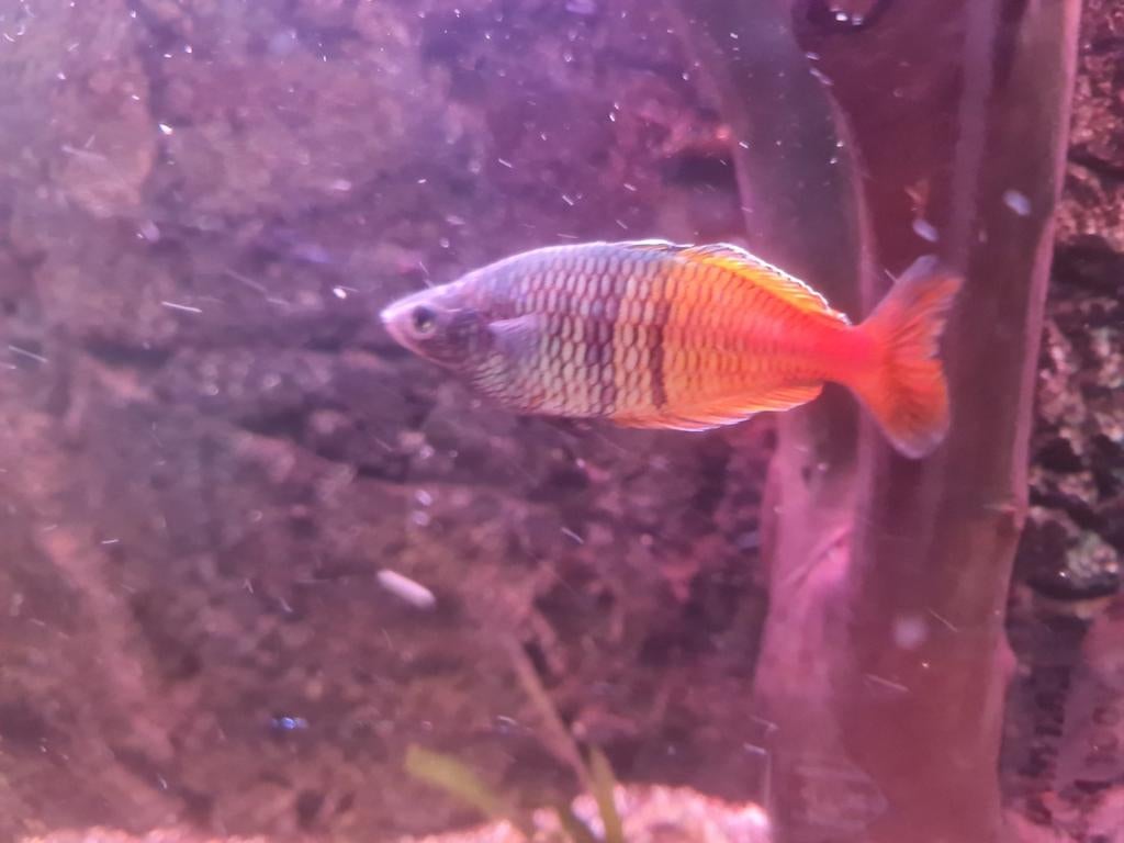 Zilvergoerami en regenboog vissen, Dieren en Toebehoren, Vissen | Aquariumvissen, Vis