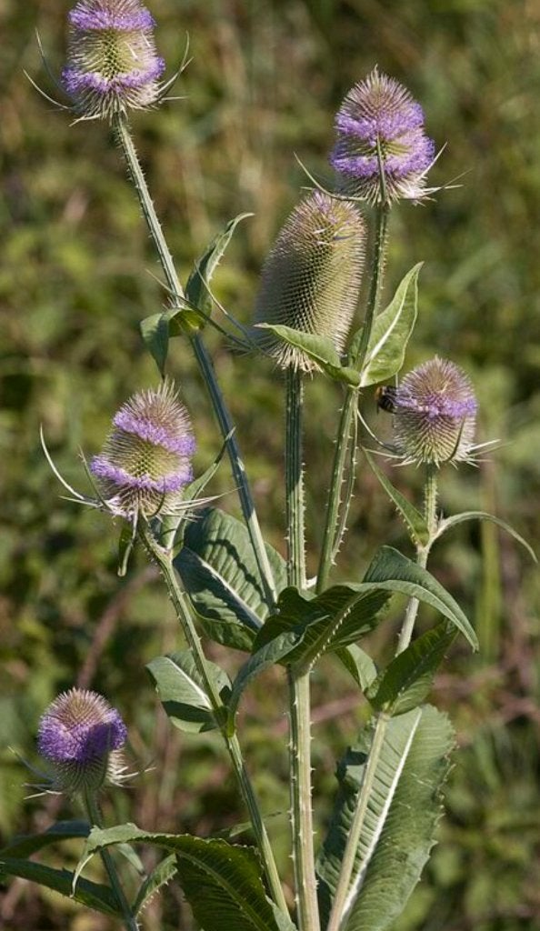 Zaden van kaardebol plant, Ophalen of Verzenden, Volle zon, Zaad