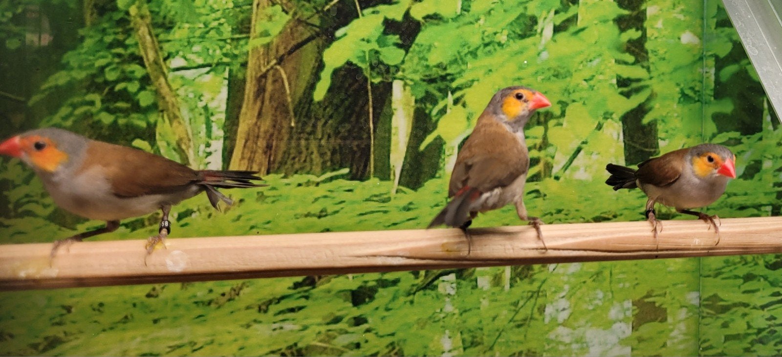 Oranje kaakjes diverse koppels., Dieren en Toebehoren, Meerdere dieren