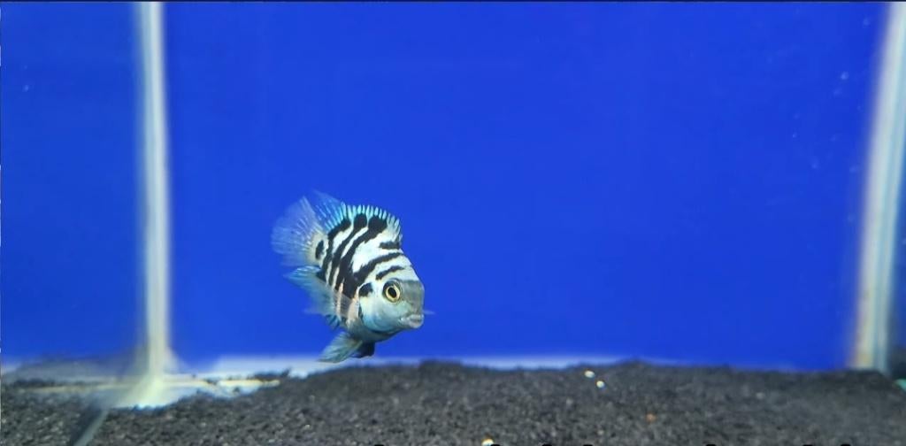 Blue  Parrot Cichlid, Dieren en Toebehoren, Vis, Zoetwatervis