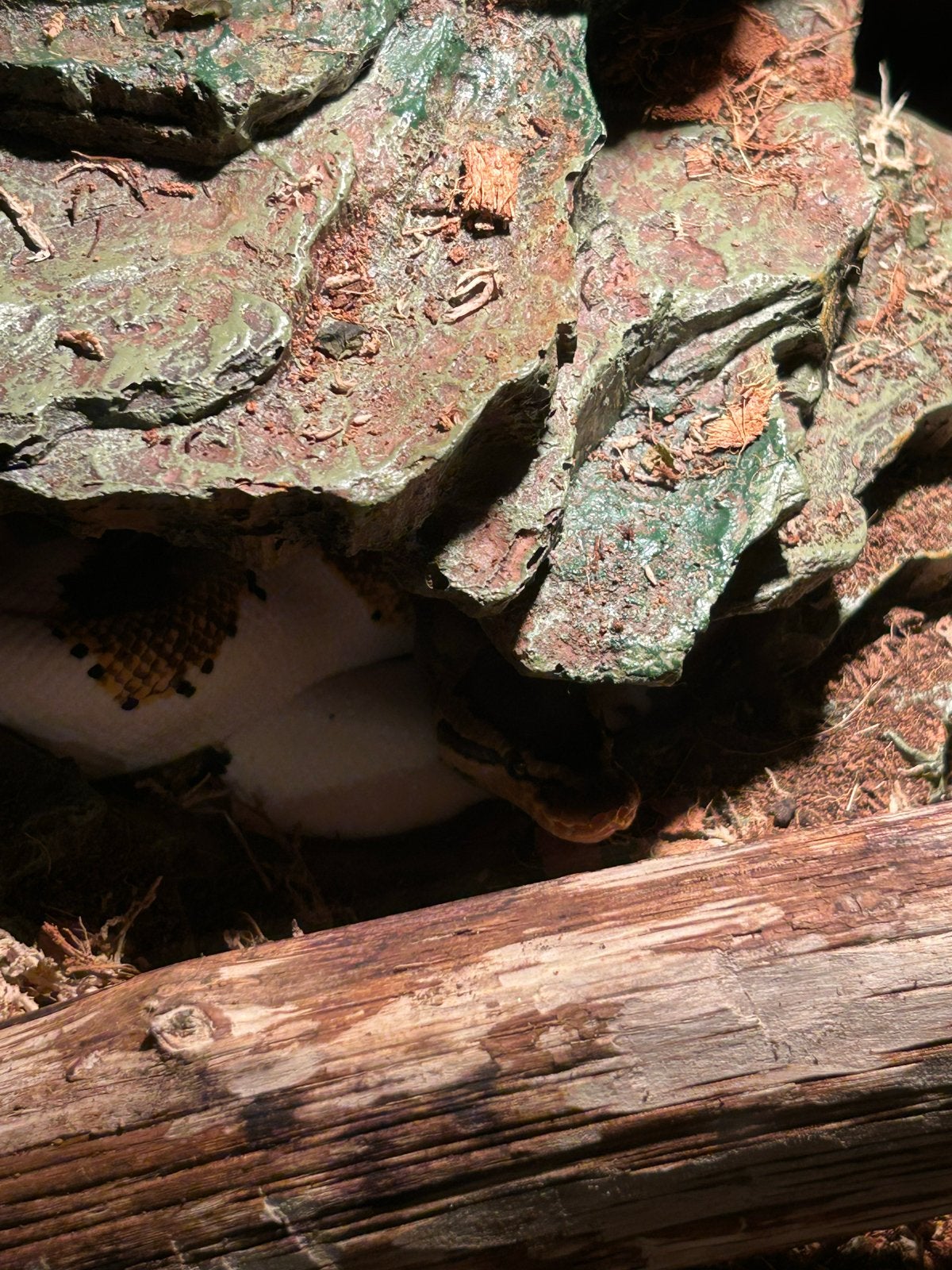 Koningspython incl terrarium Ball Python photo 3