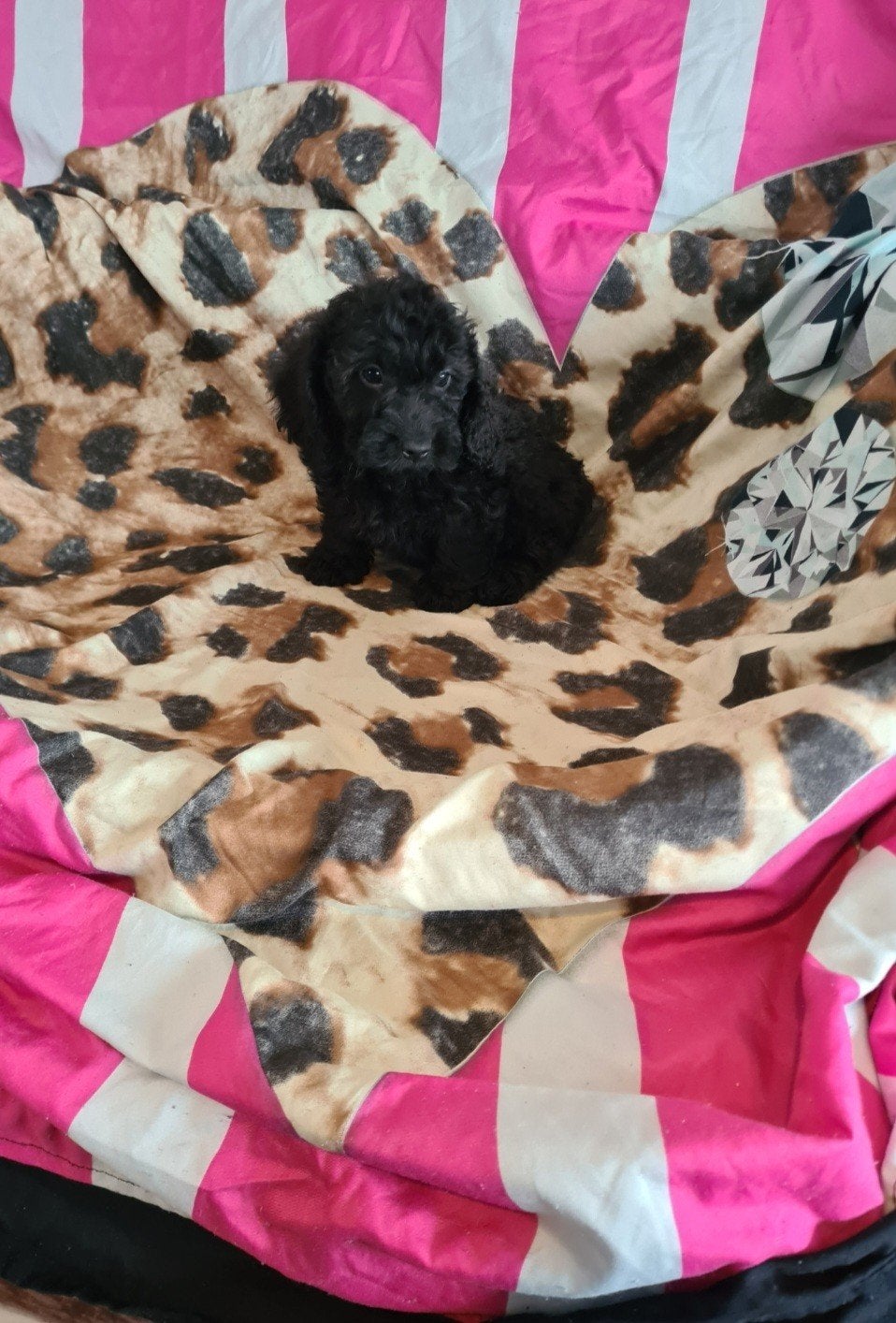 Kleine dwergteckel x poedel puppies! Mini doodle / doxiepoo., Dieren en Toebehoren, Honden | Chihuahua's en Gezelschapshonden