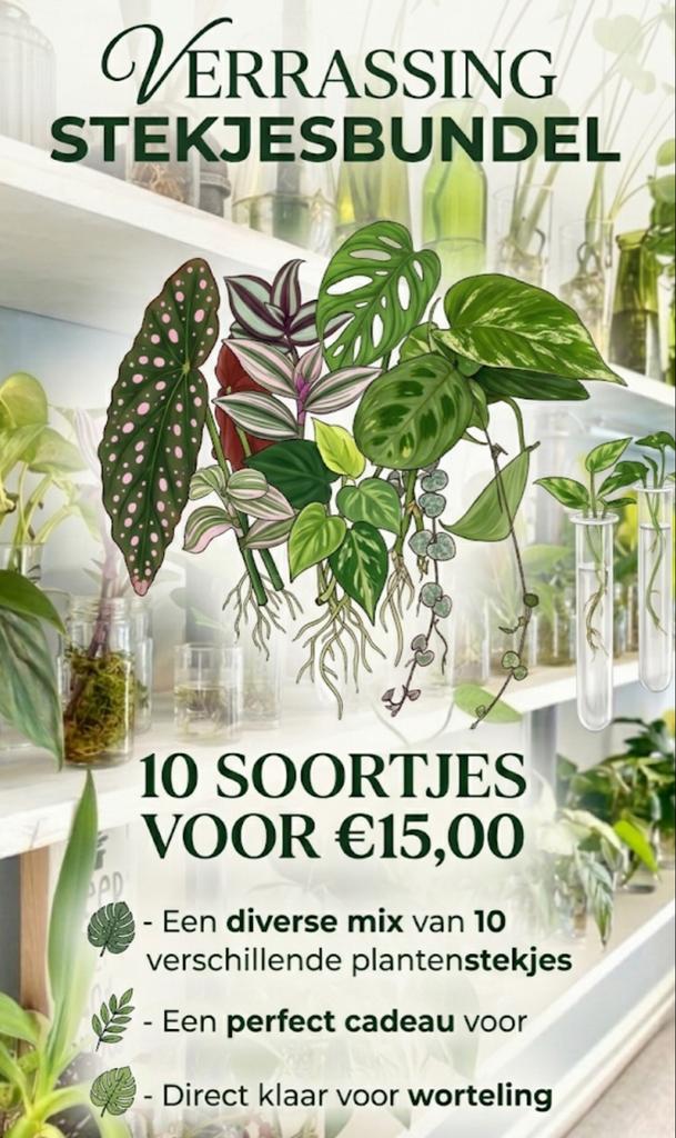 Kamerplanten Verrassings stekjesbundel - 10 voor €15 euro, Ophalen of Verzenden