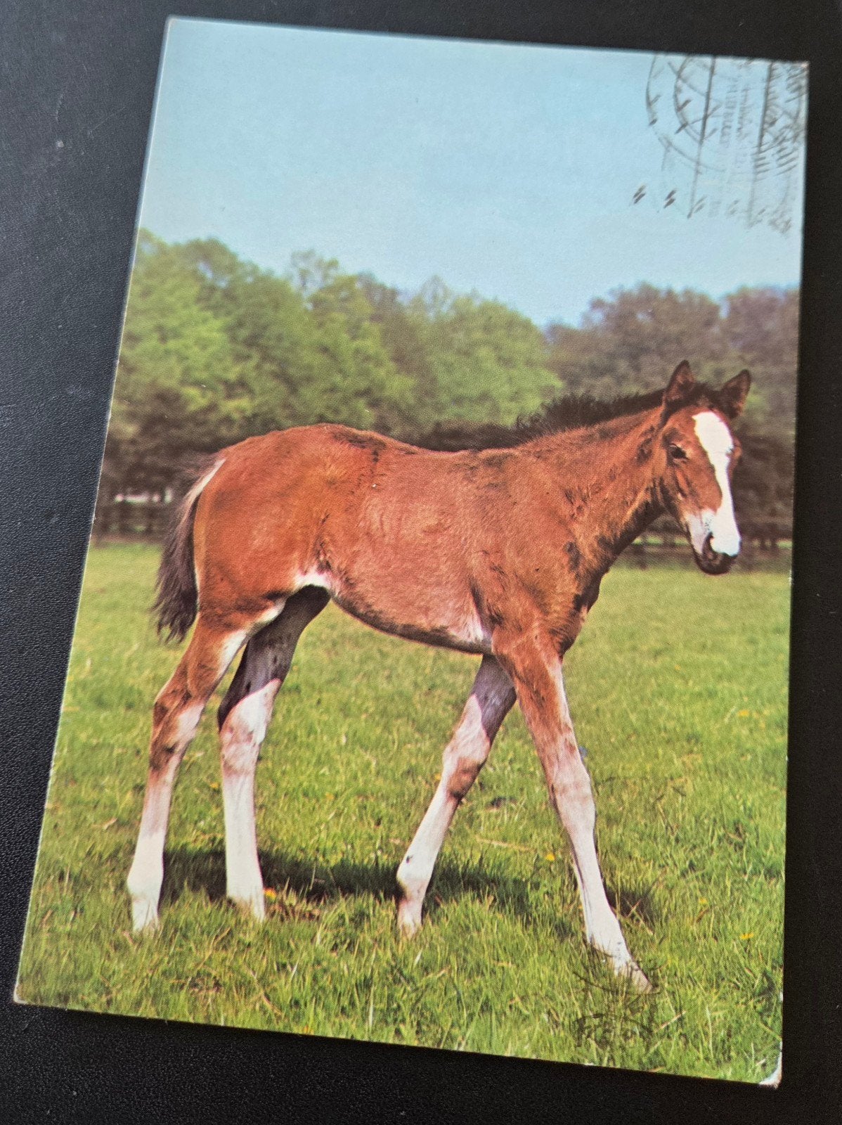 Veulen Paard, Verzenden, 1960 tot 1980, Gelopen, Paard
