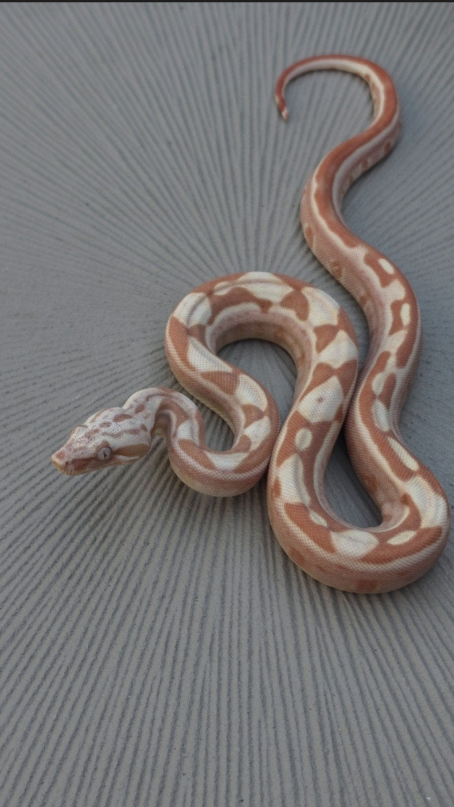 Boa Constrictor boa Morphs Vpi Super Hypo Crysal Fire Aztec Boa Constrictor photo 4