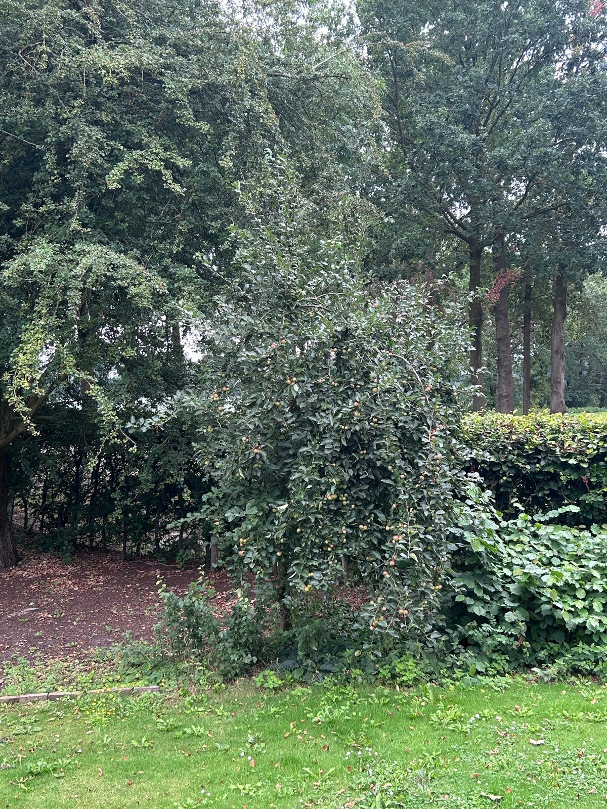 Sierappelboom - Prachtige boom van circa 3 meter hoog, Tuin en Terras, Ophalen of Verzenden, Volle zon, Overige soorten, 250 tot 400 cm