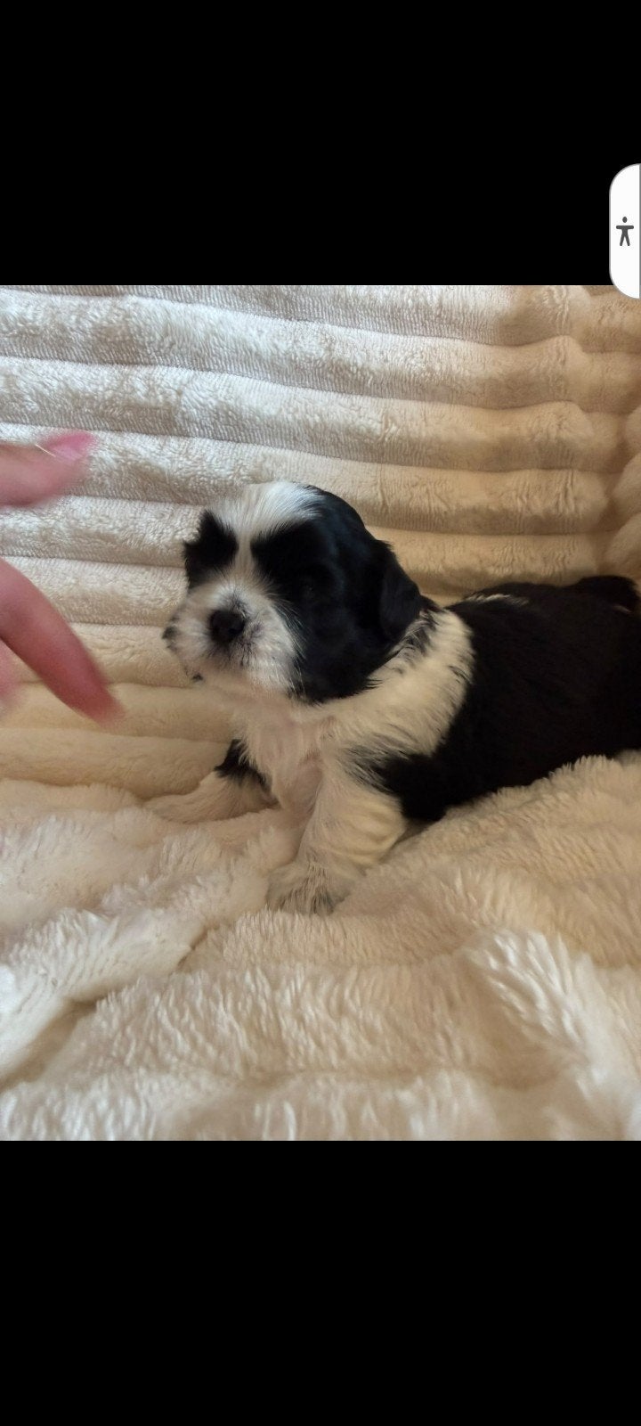 raszuivere Shih tzu pups., Overige rassen, 8 tot 15 weken, CDV (hondenziekte), Meerdere