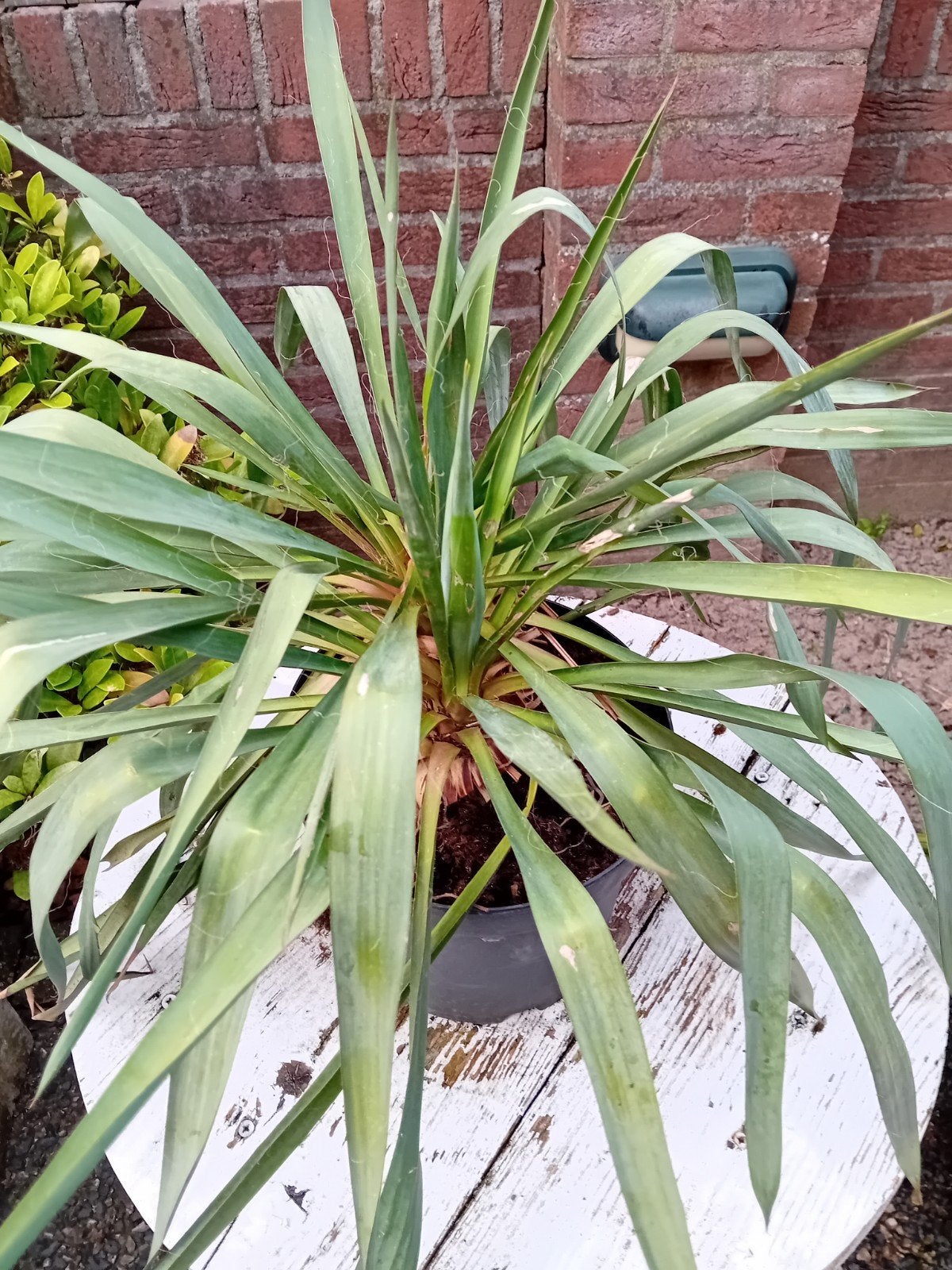 Yucca, Ophalen