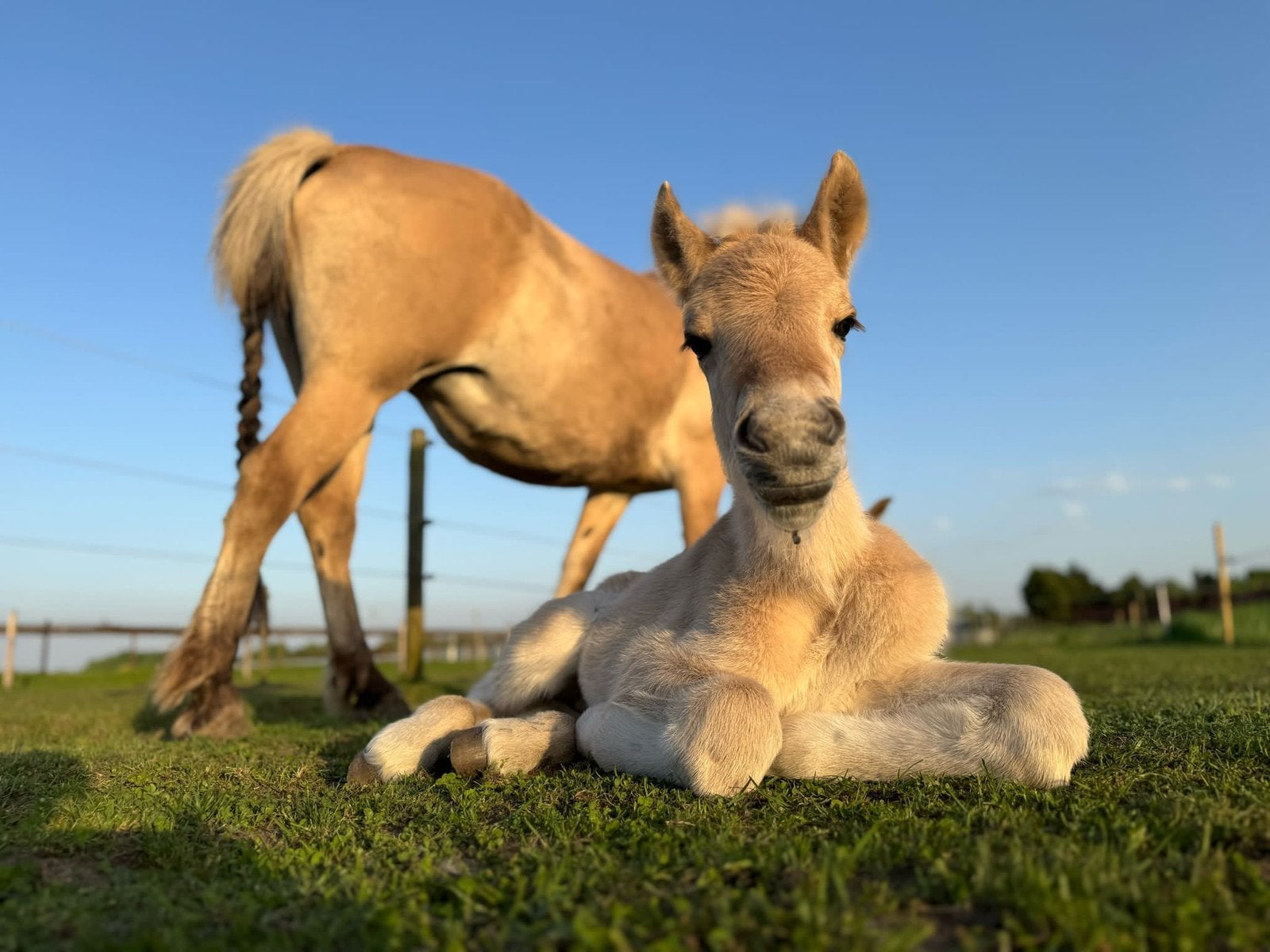 Fjord jaarling Woody, Dieren en Toebehoren, Met stamboom, 0 tot 2 jaar, Hengst, C pony (1.27m tot 1.37m)