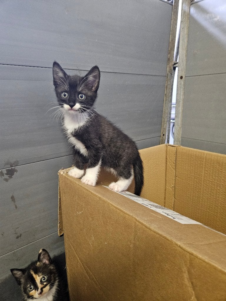 Kitten, katertje, Dieren en Toebehoren, Meerdere dieren