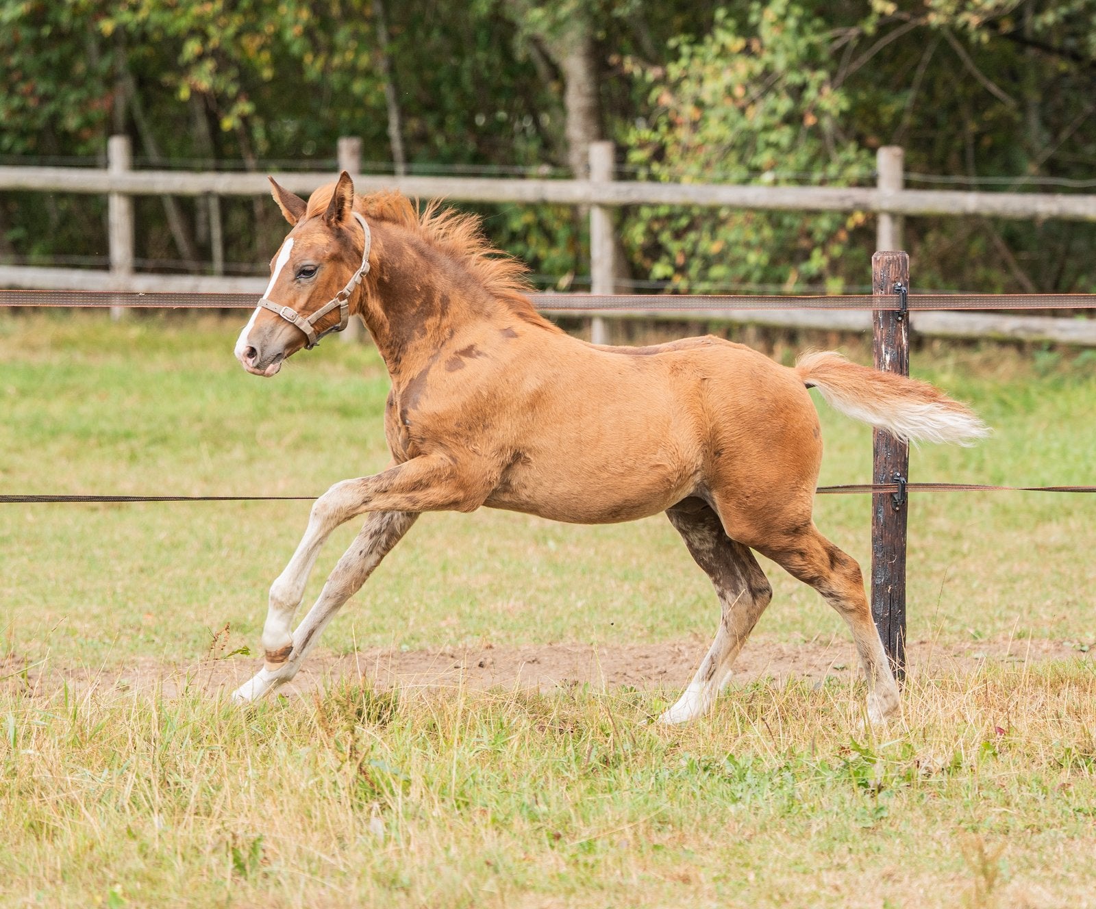 Opfok aangeboden, Dieren en Toebehoren, Opfok, 1 paard of pony