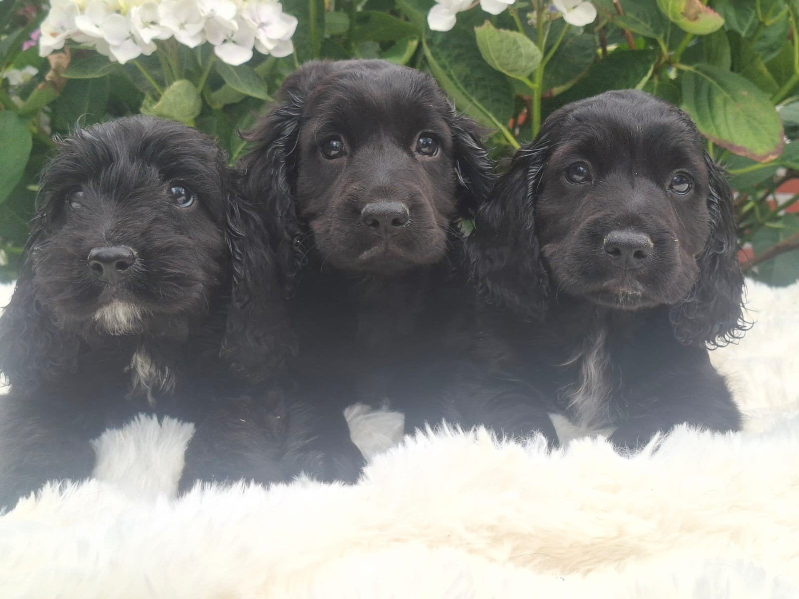 Prachtige Cockerspaniel pups, Dieren en Toebehoren, Overige rassen, 8 tot 15 weken, Parvo, Meerdere