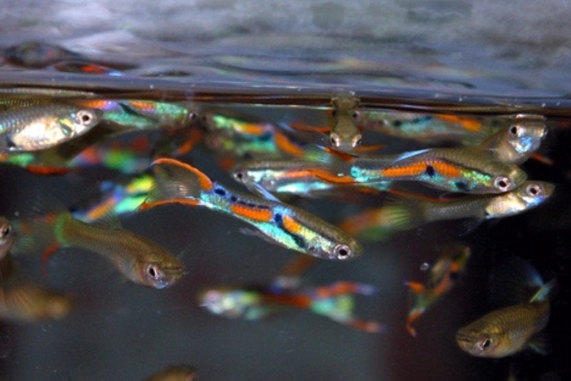Endler guppen, Dieren en Toebehoren, Vis
