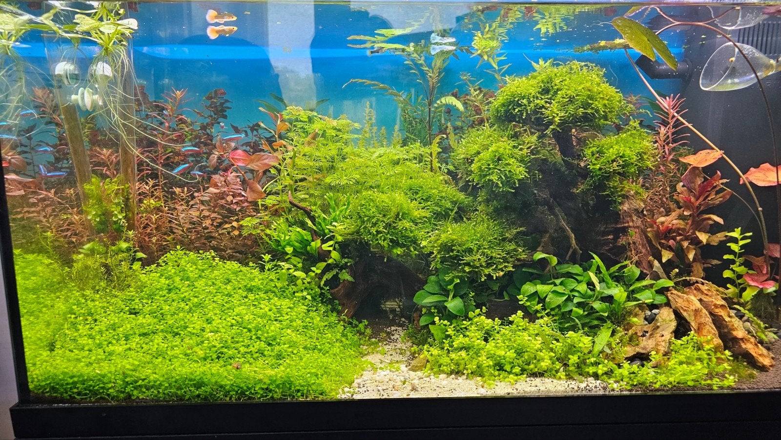Prachtig aquascape aquarium 125L, Inclusief slangen, Ophalen of Verzenden, Juwel, Gevuld zoetwateraquarium