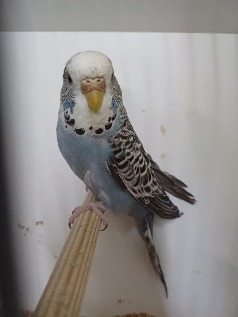 Grasparkiet pop split blackface split antraciet, Vrouwelijk