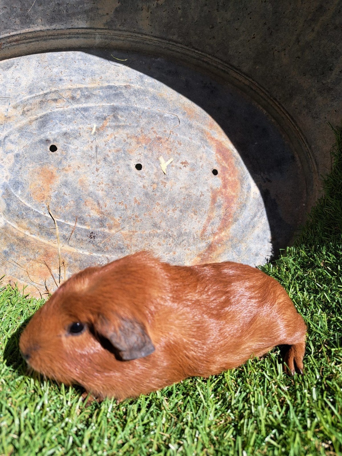 Rode jonge california cavia's, Dieren en Toebehoren, Knaagdieren, Cavia, Mannelijk, Juli, Tam
