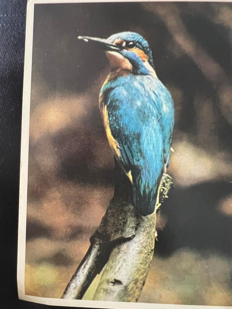ansichtkaart IJsvogel, Ophalen of Verzenden