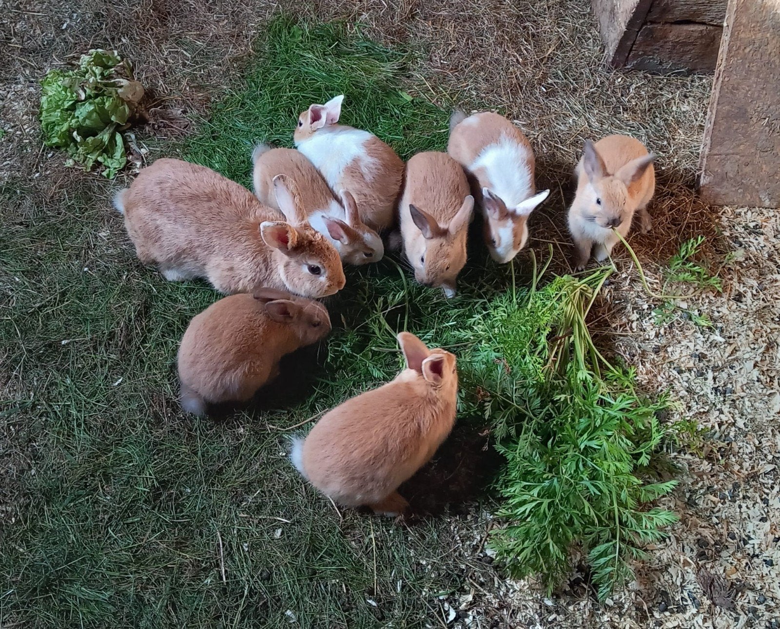 Jonge konijnen, Meerdere dieren
