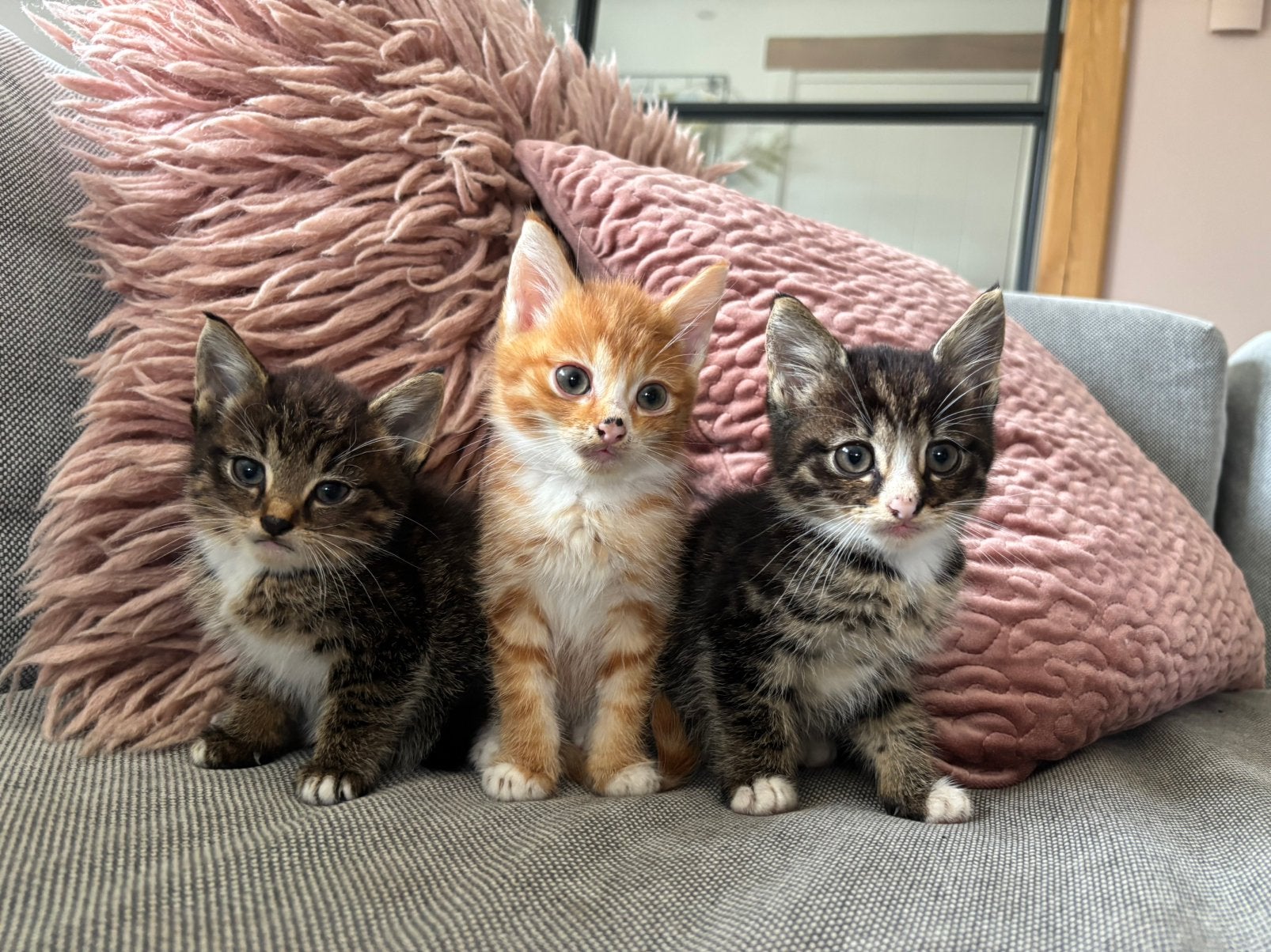 Kittens te koop, Dieren en Toebehoren, Meerdere dieren