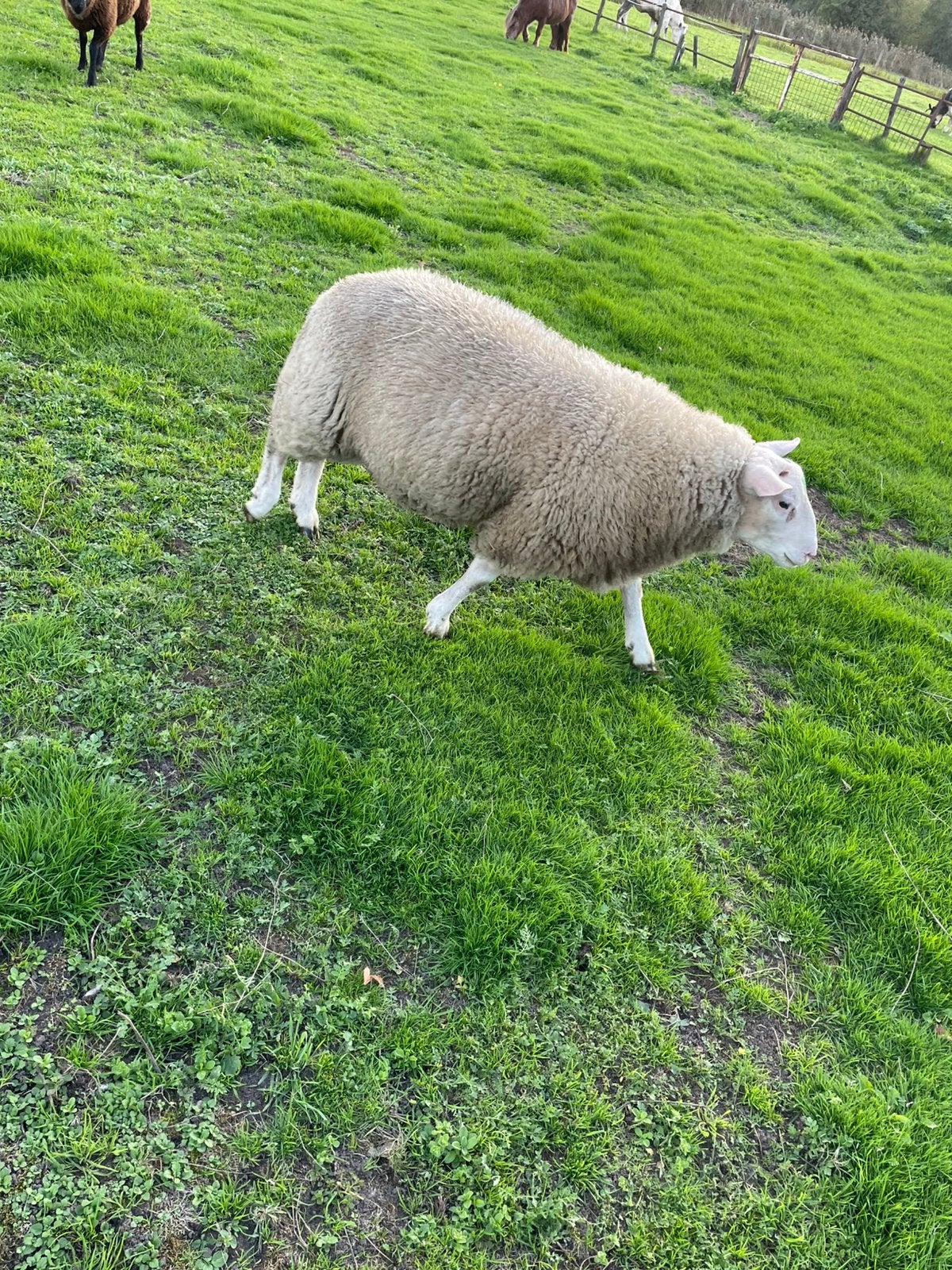 Dekram, Dieren en Toebehoren, Mannelijk, Schaap