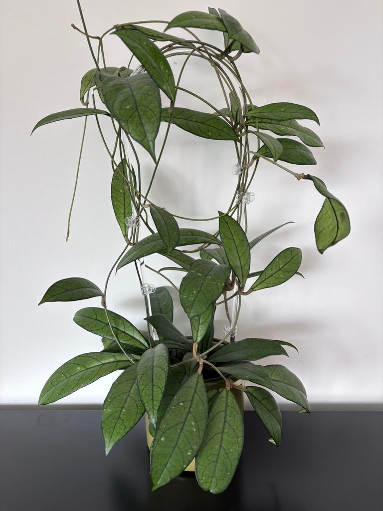 Hoya crassipetiolata, Ophalen of Verzenden, Halfschaduw, Minder dan 100 cm