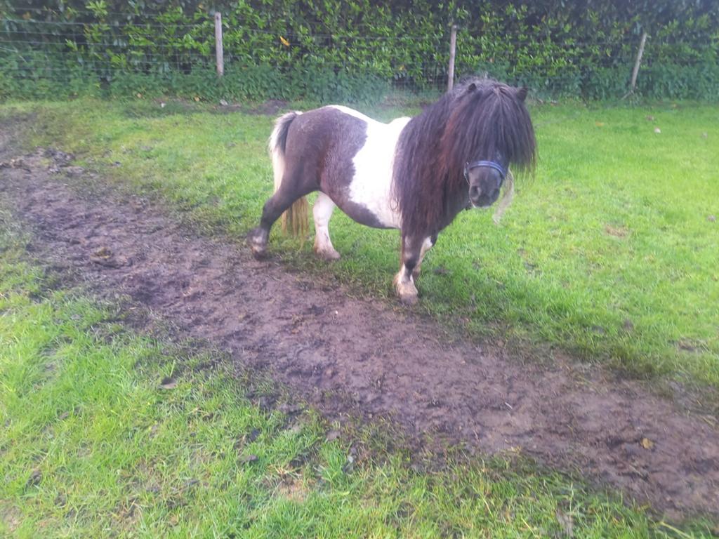Dekhengst, Dieren en Toebehoren, Merrie, 0 tot 2 jaar