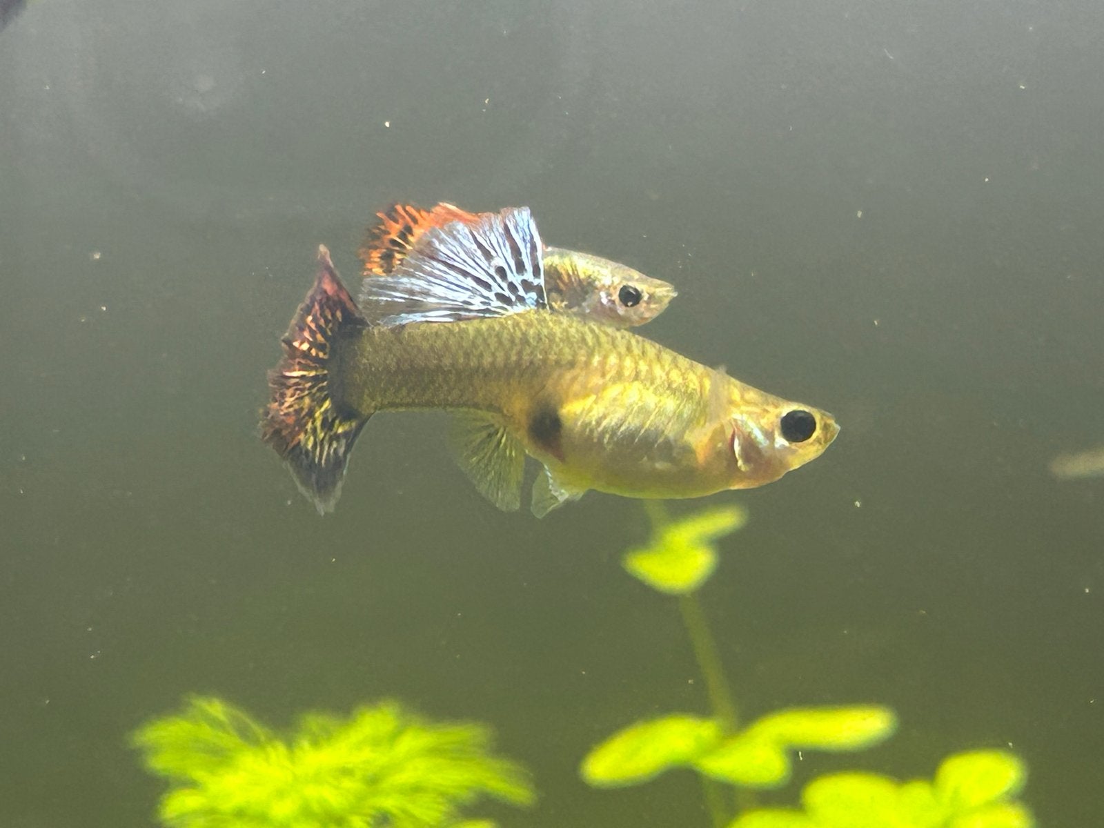 Cobra snakeskin, red mozaiek guppy’s te koop, Dieren en Toebehoren, Vis