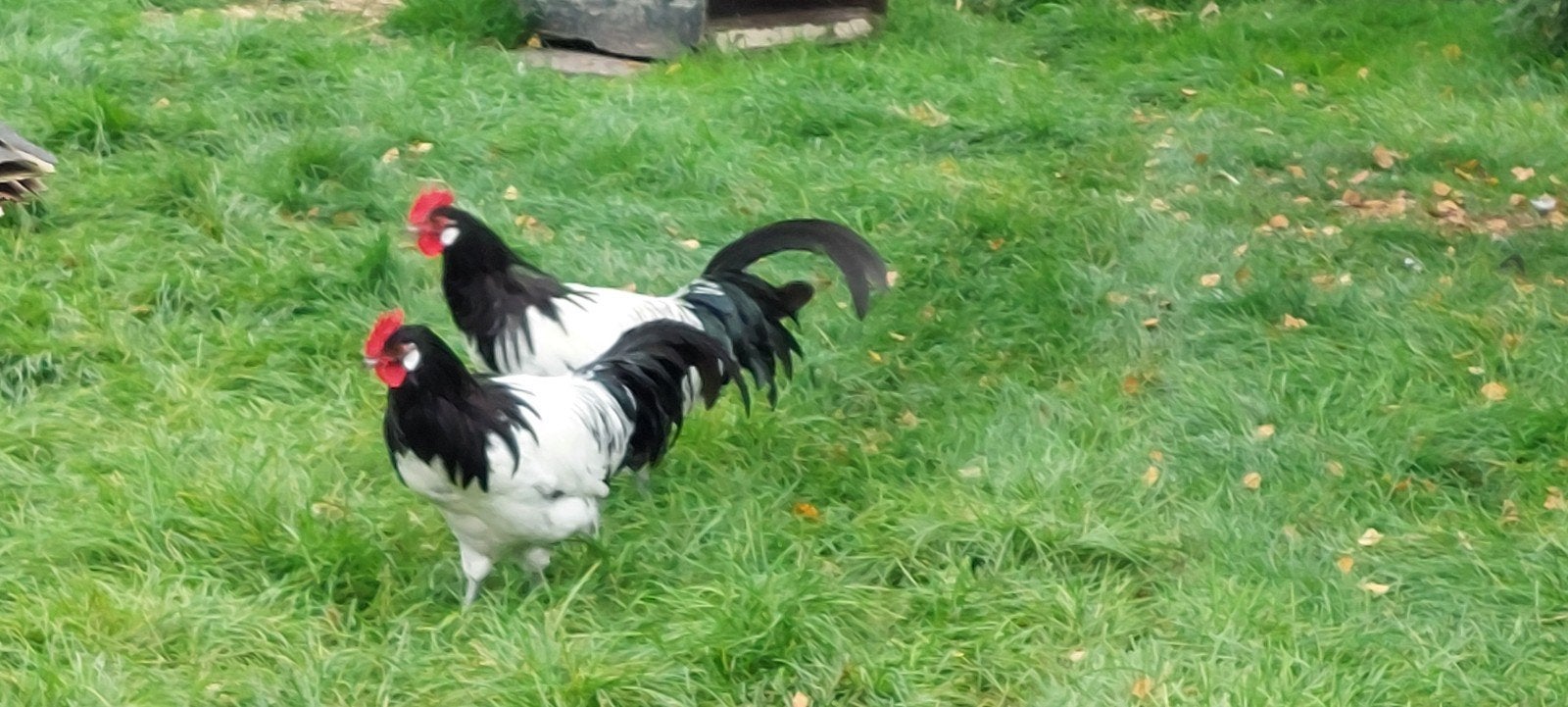 lakenvelder hanen. groot soort, Mannelijk, Kip