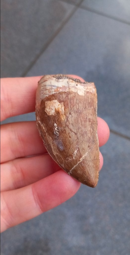 Grote Carcharodontosaurus tand, dinosaurus fossielen, Ophalen of Verzenden, Fossiel