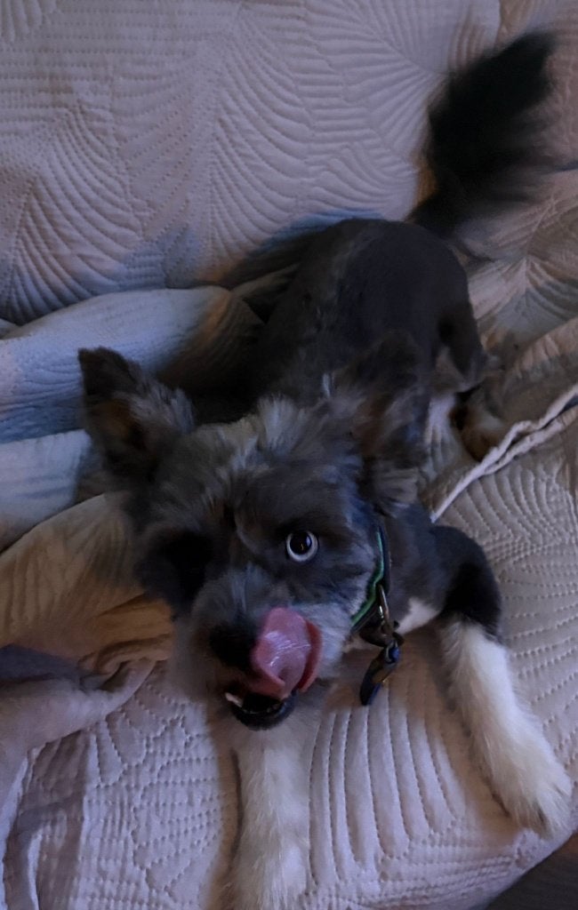 Mooie reu shih tzu / pomsky zwart / wit, Dieren en Toebehoren, 1 tot 2 jaar, Parvo, Eén hond, Nederland