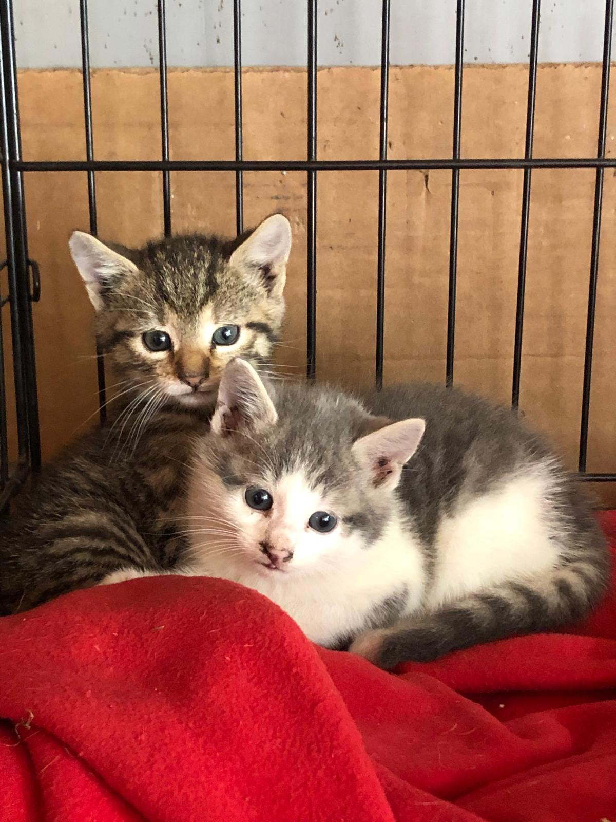 Super mooie lieve tamme kittens poesjes, Dieren en Toebehoren, Meerdere dieren