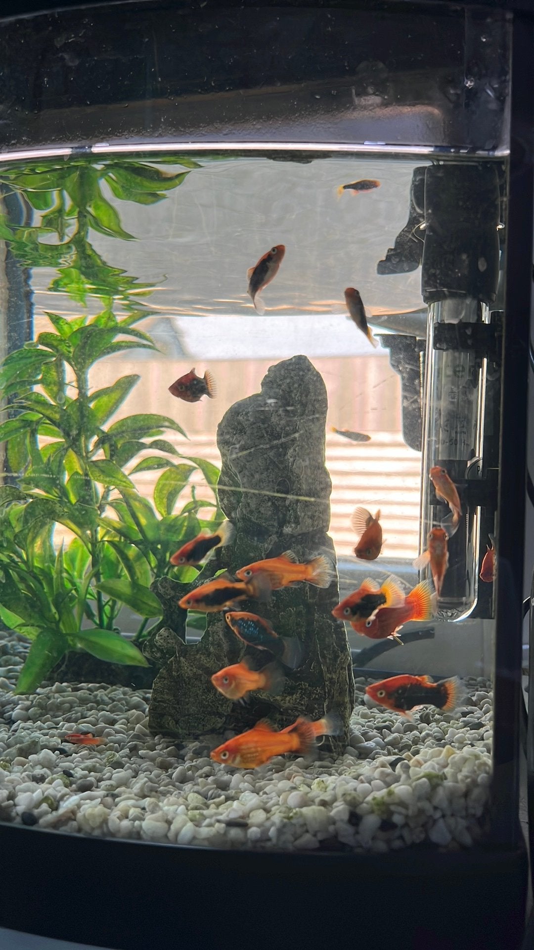 Platy vissen te koop, Ophalen, Zo goed als nieuw