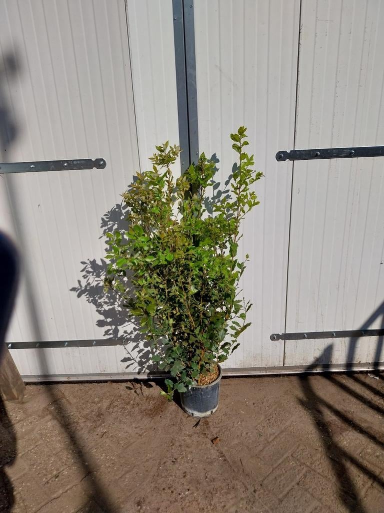 Quercus Ilex Struiken 80-120 cm hoog, Ophalen, Overige soorten, Minder dan 100 cm