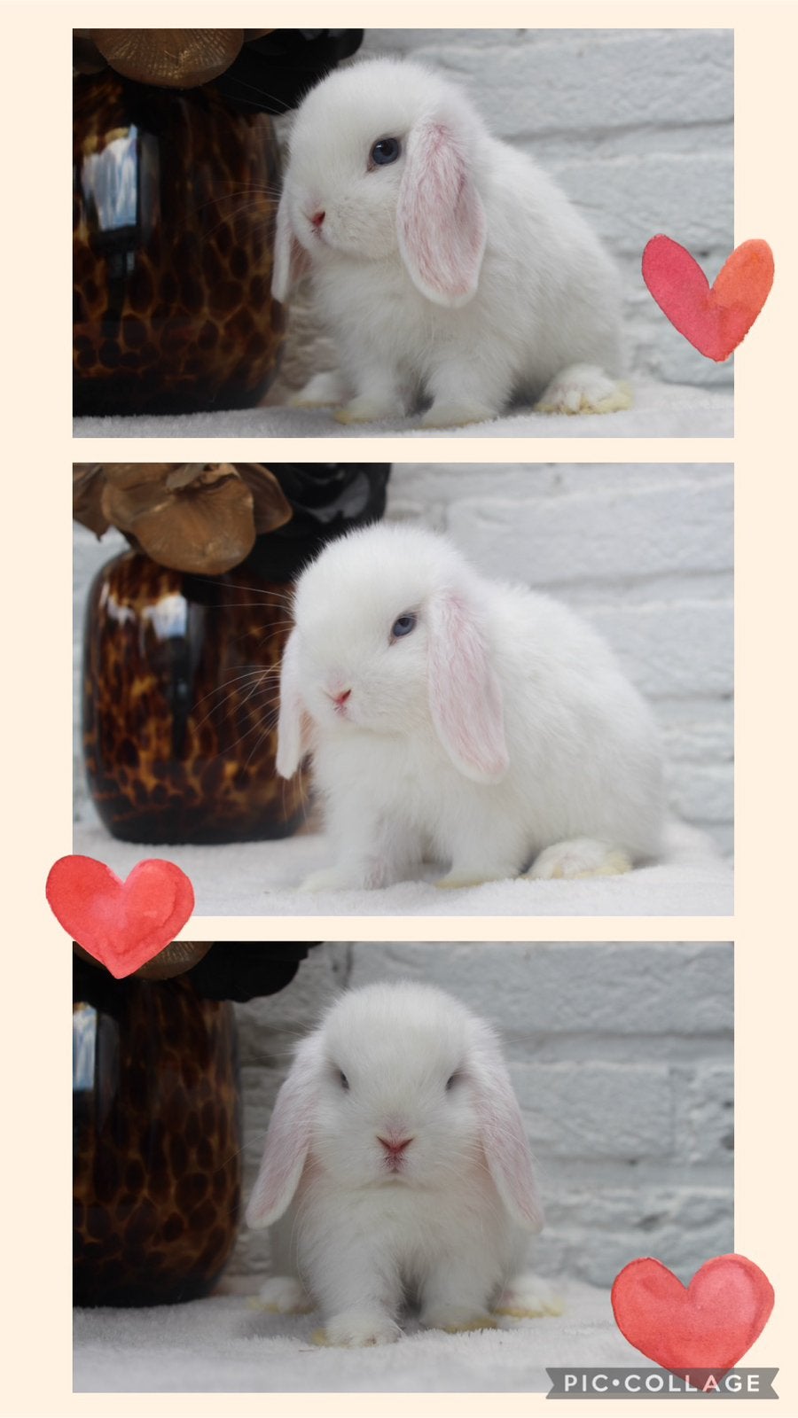 Super knappe en lieve minilop baby konijn, Dieren en Toebehoren, Konijnen, Mannelijk, Dwerg