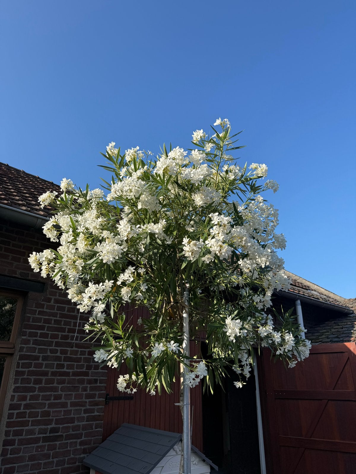 Stekjes van prachtige witte oleander, Volle zon, Vaste plant, Zomer, Ophalen