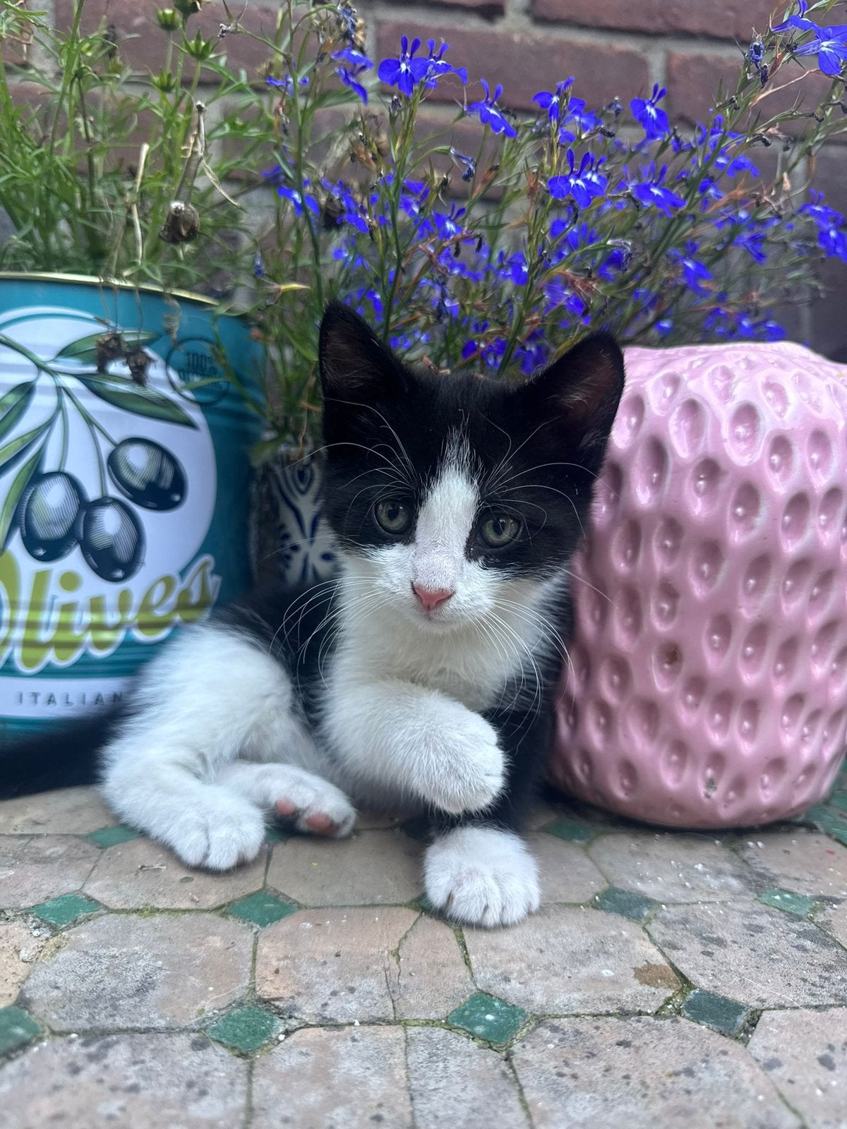 2 schattige kittens, Dieren en Toebehoren, Poes