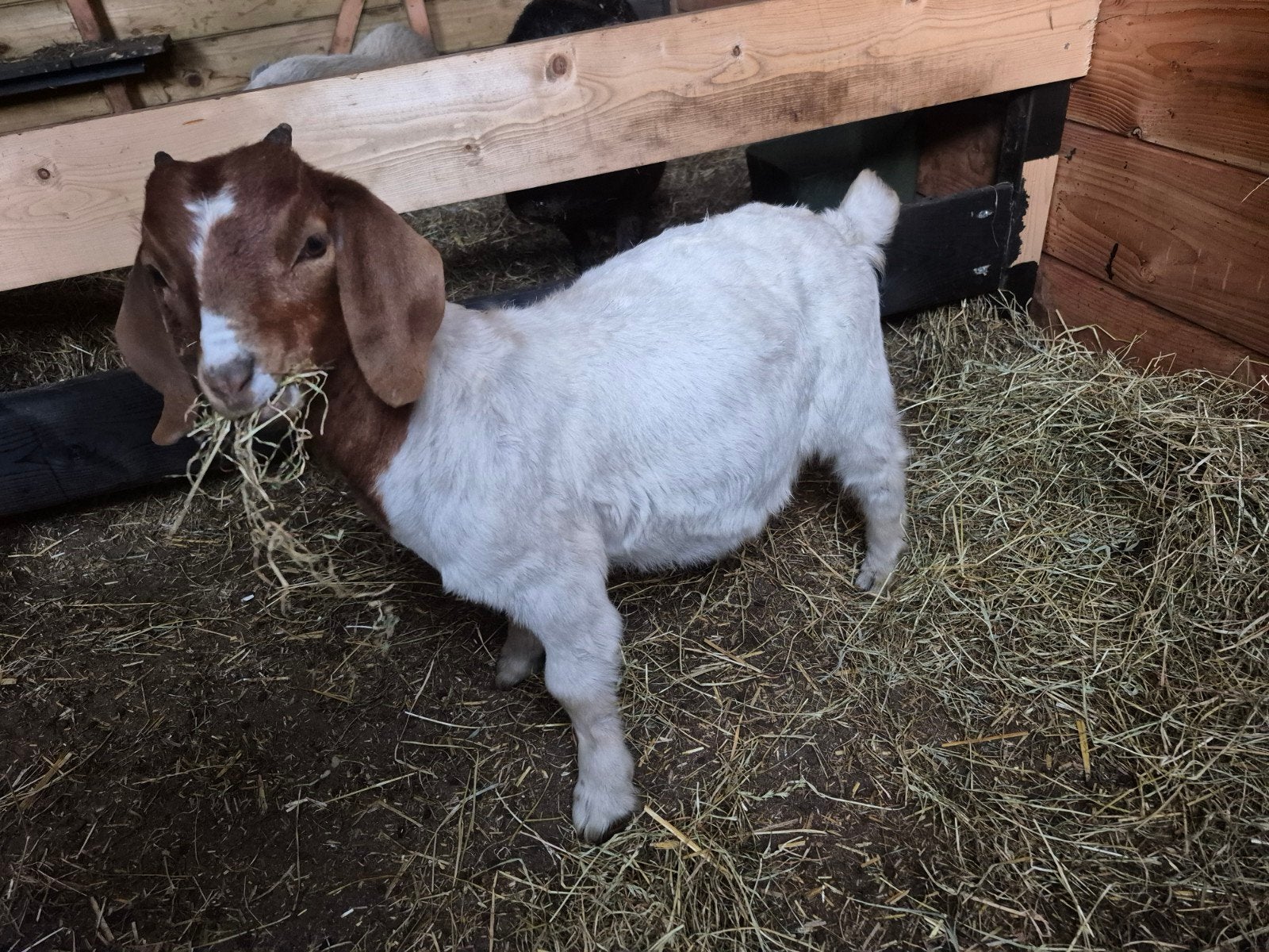 Ontzettend lief boergeit lammetje, Dieren en Toebehoren