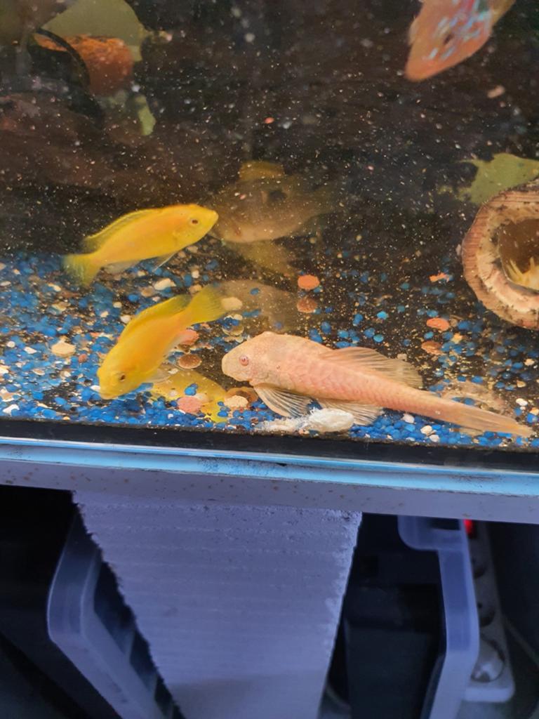 Tekoop labidochromis caeruleus yellow malawi cichlide, Dieren en Toebehoren, Vissen | Aquariumvissen, Vis