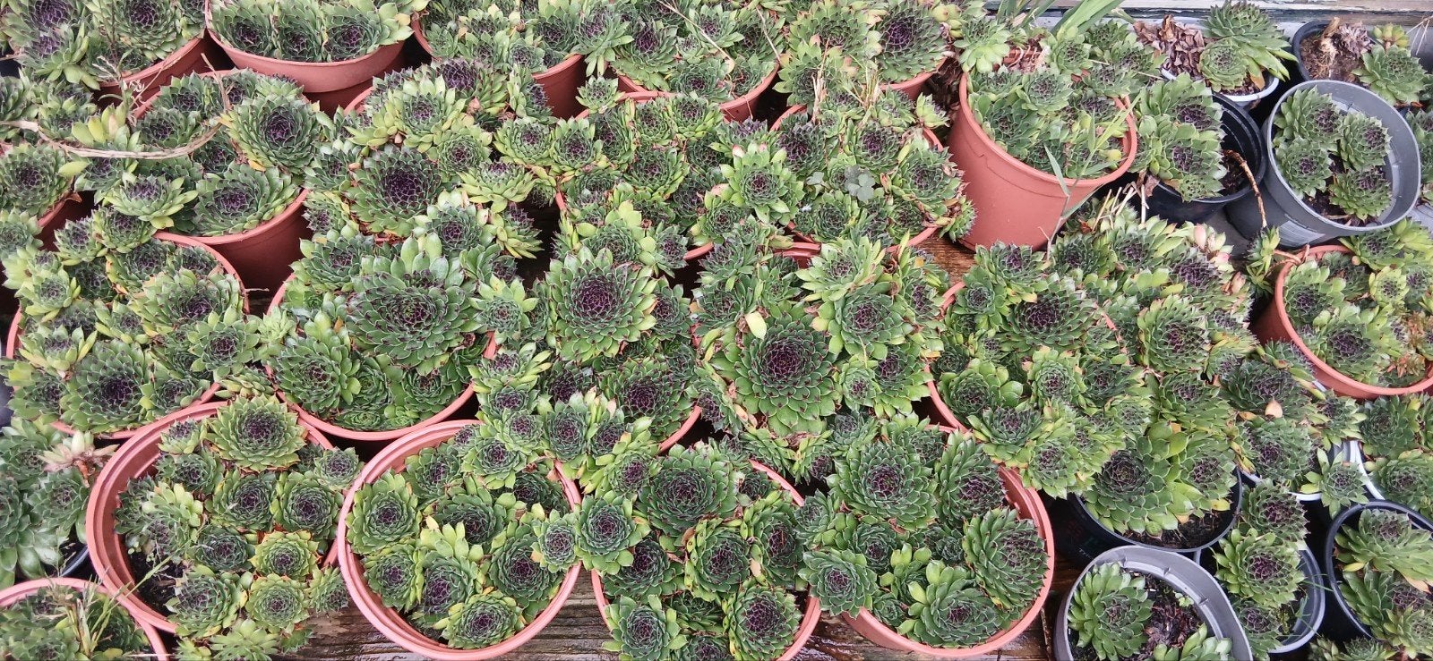 Winterharde Sempervivum (Huislook) in potjes, Ophalen, Bodembedekkers, Volle zon, Vaste plant