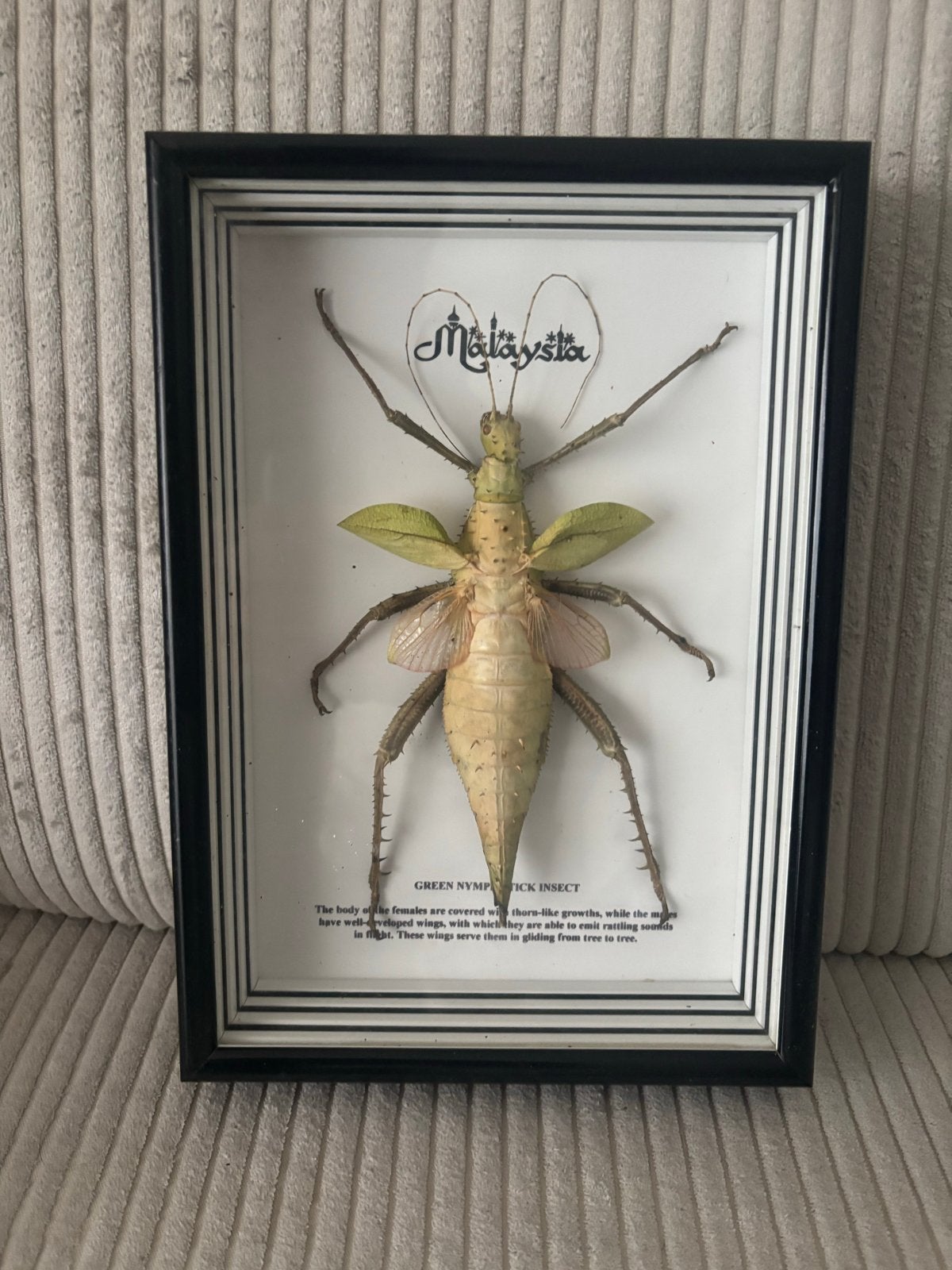 Taxidermie: Groene wandelende tak uit Maleisië in lijst, Ophalen, Zo goed als nieuw, Insect, Opgezet dier
