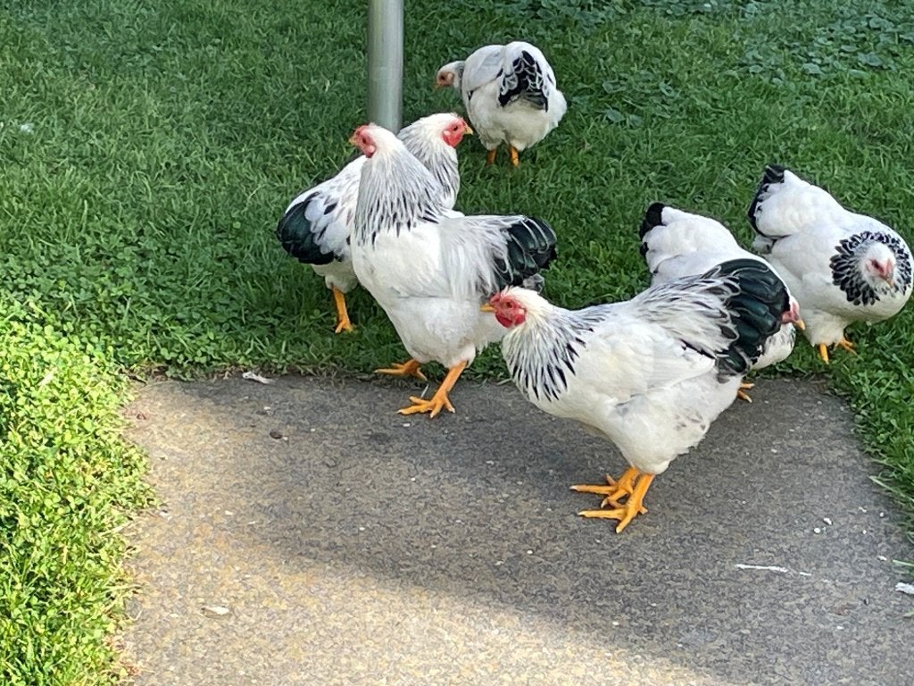 Wyandotte Krielkippen zwart wit Columbia, Dieren en Toebehoren, Meerdere dieren, Kip